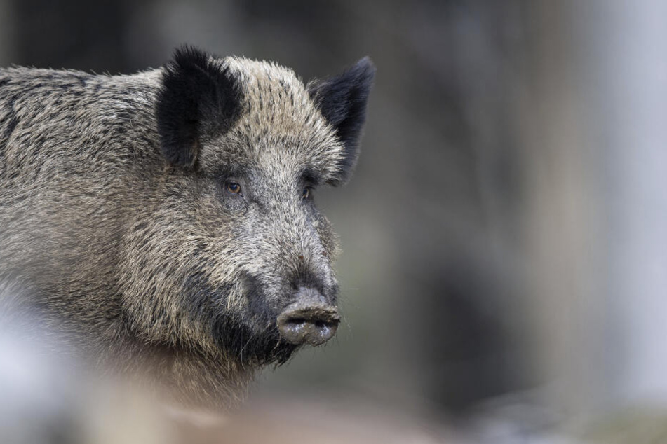Das Schweinepest-Risiko soll auch durch den Abschuss von Wildschweinbeständen reduziert werden.