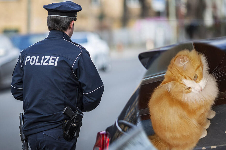 Großeinsatz in Schwarzenberg: Neun Polizisten jagen einen Kater