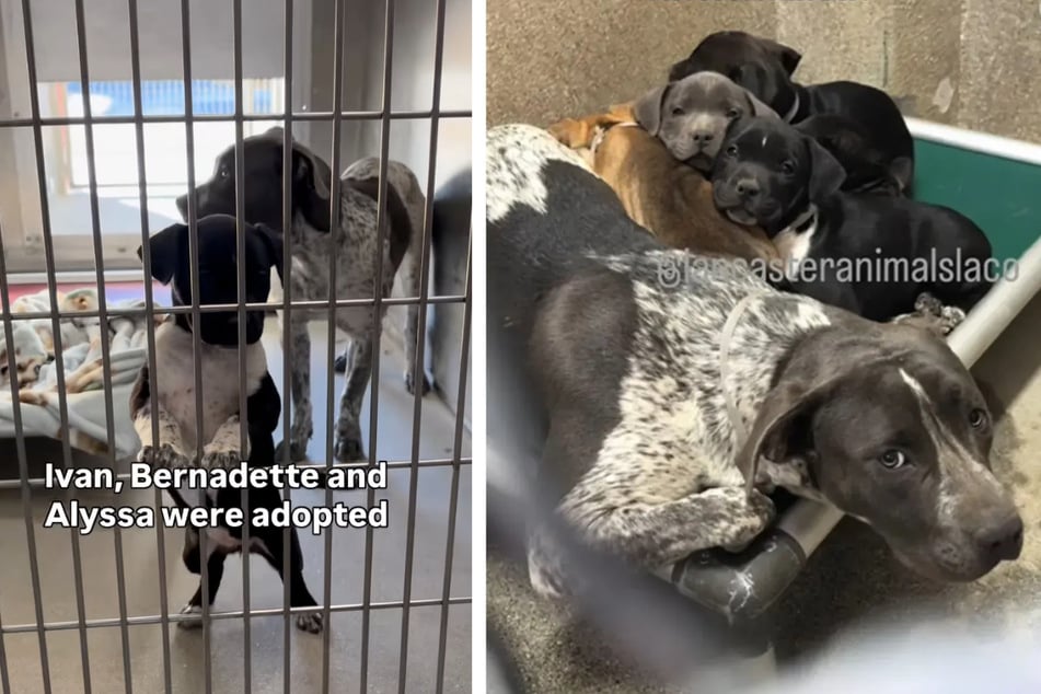 Tía cuidaba con cariño a la camada cuando fue encontrada junto con los cachorros.
