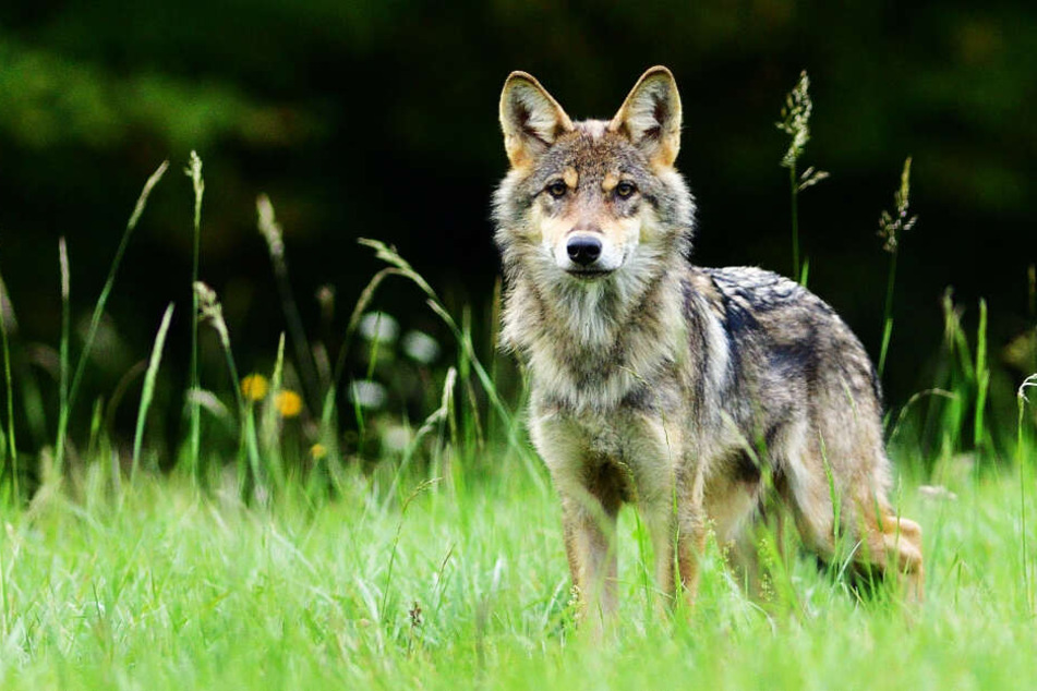 Der Wolf hätte besser im hohen Gras stehen bleiben sollen (Symbolbild).