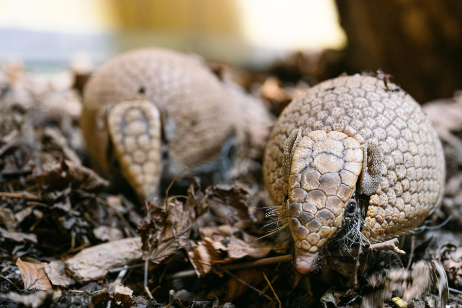 Die Kugelgürteltiere "Gustav" und "Gerlinde" sind neu im Tierpark Hellabrunn eingezogen.