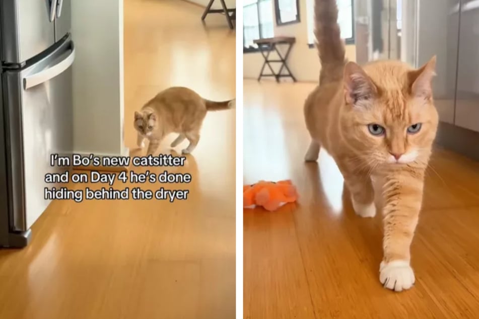 Kater Bo war extrem scheu und versteckte sich zunächst vor seiner Katzensitterin.