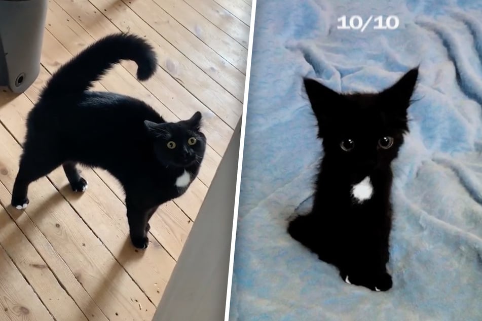 Andrea Von Speed looked sugary sweet as a tiny baby (r.) with jet-black fur.