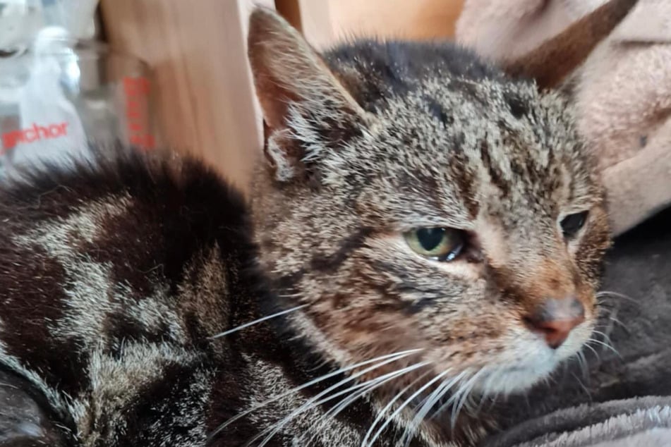 Jasper the cat was found at the age of 17.