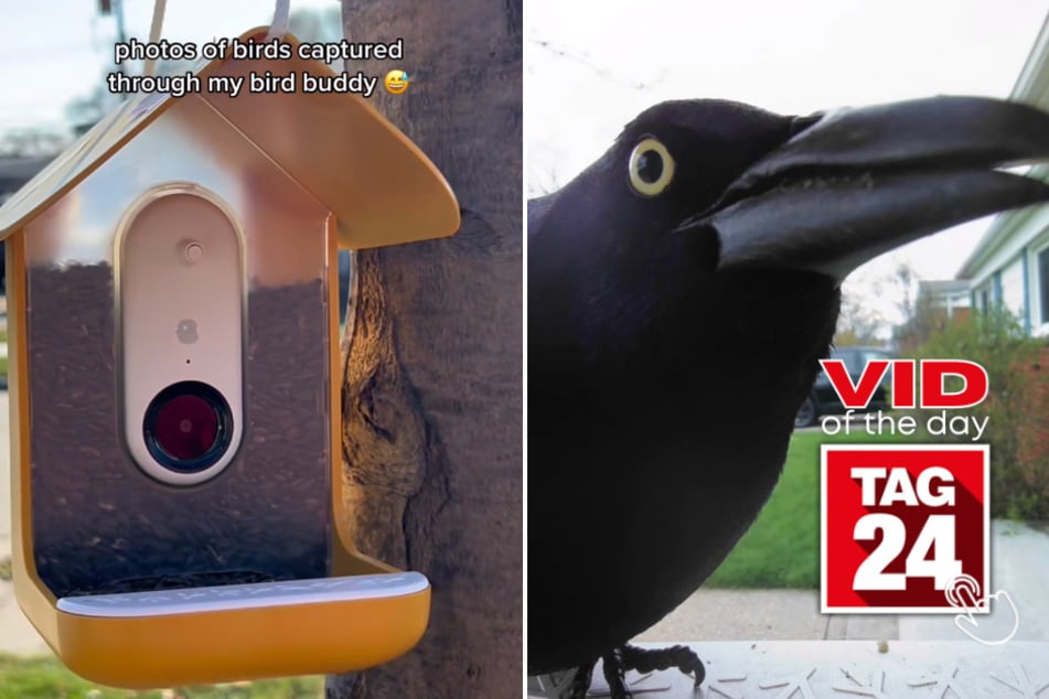 viral videos: Viral Video of the Day for May 3, 2023: Birdhouse cam takes flight on TikTok