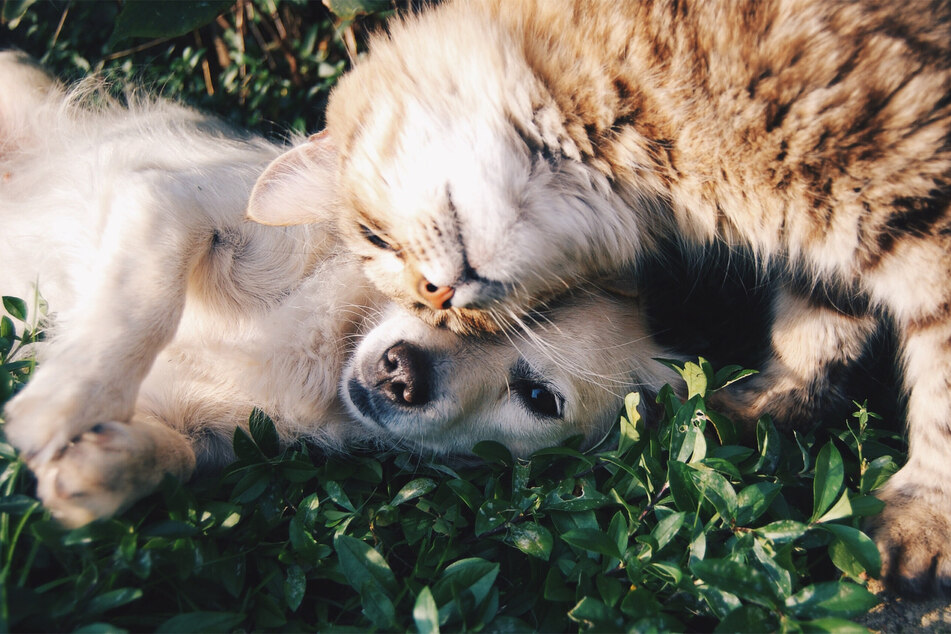 Cat allergies are often far worse than dog allergies, which is a true shame.