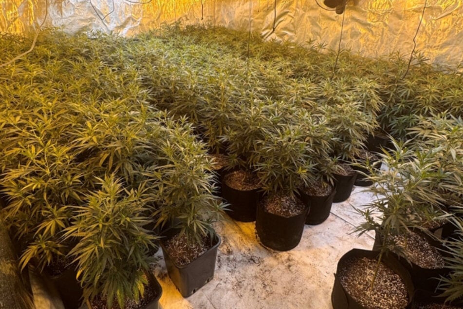 Rund 650 Cannabispflanzen fand die Polizei am Mittwoch in Reinsdorf.