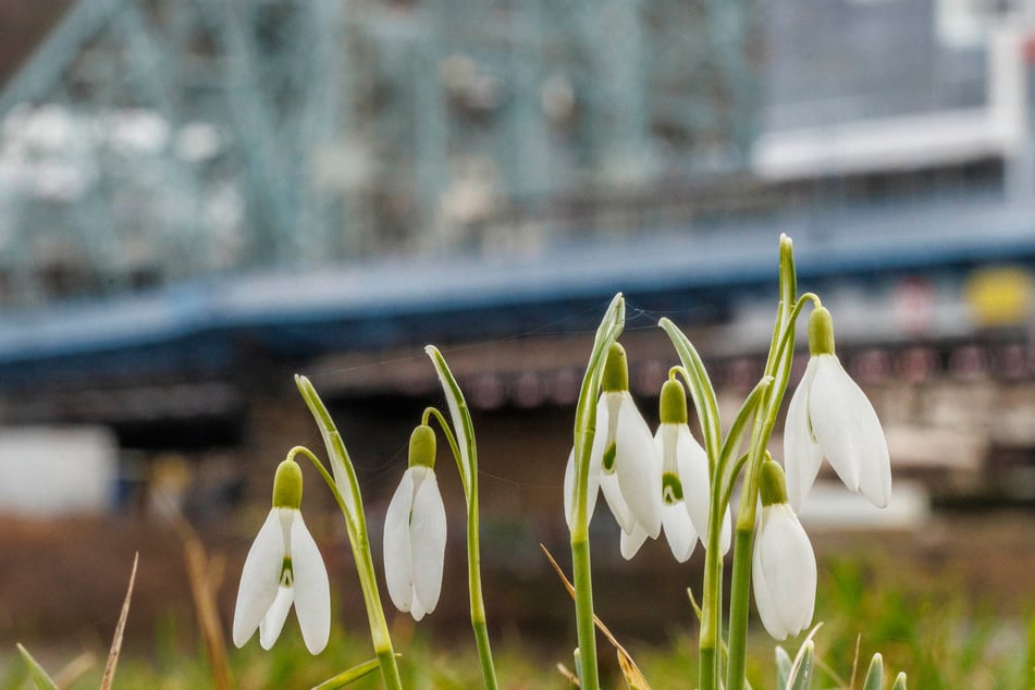 Nicht nur in Dresden schießen derzeit die Schneeglöckchen aus dem Boden.