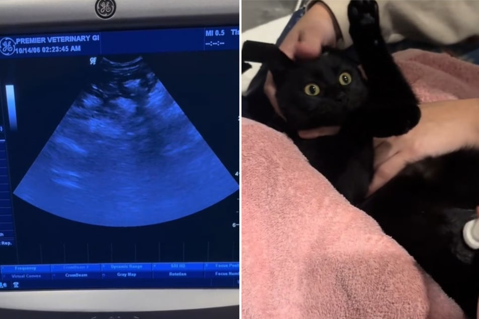 Rescuers convinced cat is pregnant, but ultrasound reveals hilarious truth