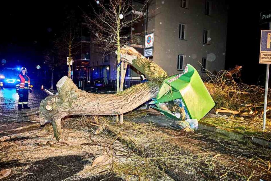 Eine Weide hat in Pirna einen Container zertrümmert.