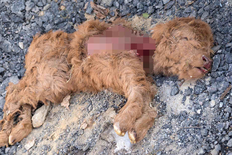Die Biss-Spuren am Kälbchen deuteten Jäger als typisch für einen Wolf als Verursacher.