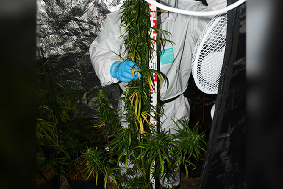 In der geheimen Wohnung des Mannes fanden die Beamten jede Menge Marihuana.
