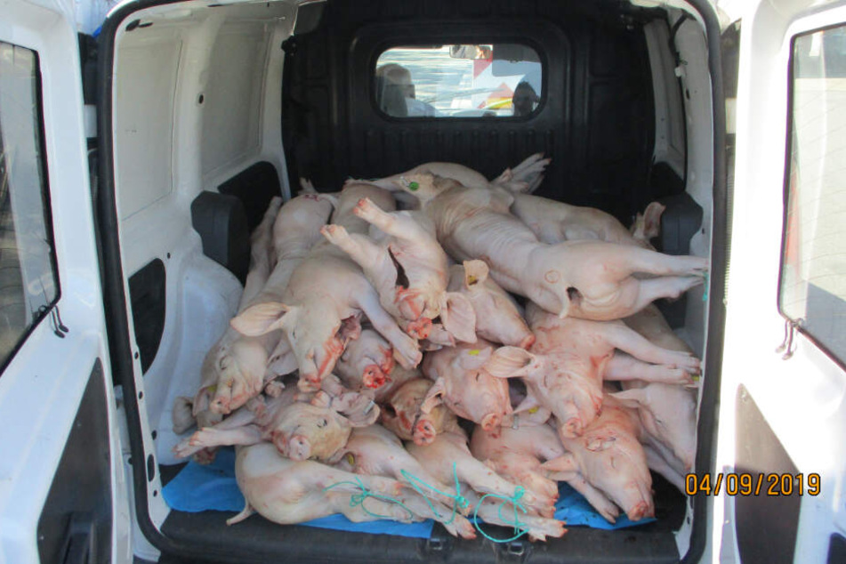 Insgesamt 33 ungekühlte Spanferkel wurden in einem Transporter entdeckt.