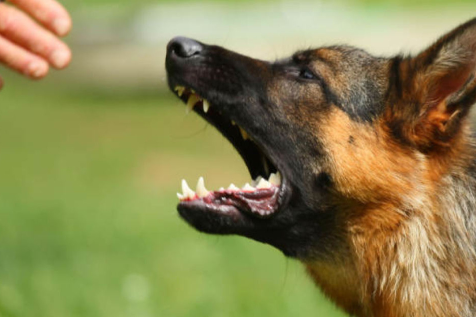 Der Schäferhund attackierte plötzlich einen Mischlingshund. (Symbolbild)