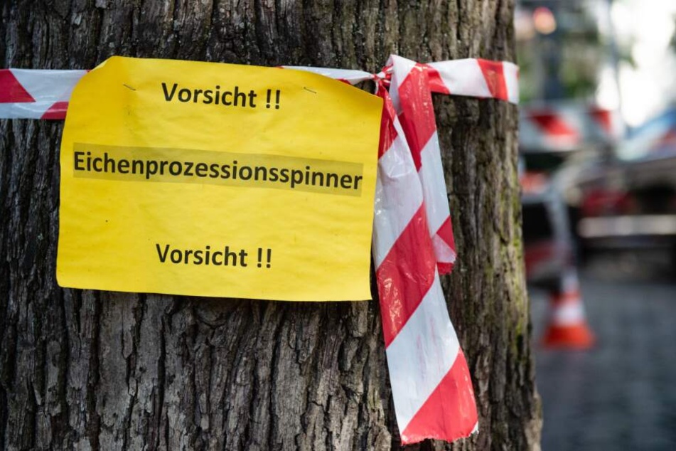Mit Schildern wird derzeit vor dem Eichenprozessionsspinner gewarnt. (Symbolbild)