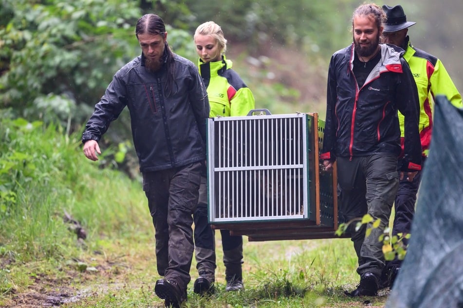 Mathias Wagner (l.), Revierleiter des Wildgatters Oberrabenstein, trägt mit Helfern das Luchsweibchen Lotta in einer Box zur Auswilderungsstelle.