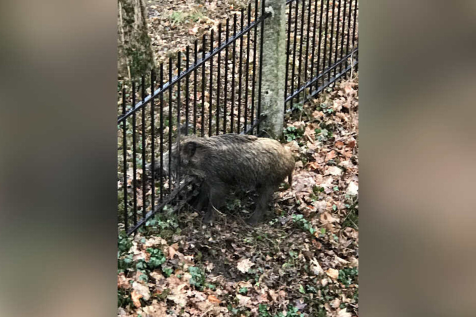 Schweinchen Dick hing mit dem Kopf fest.