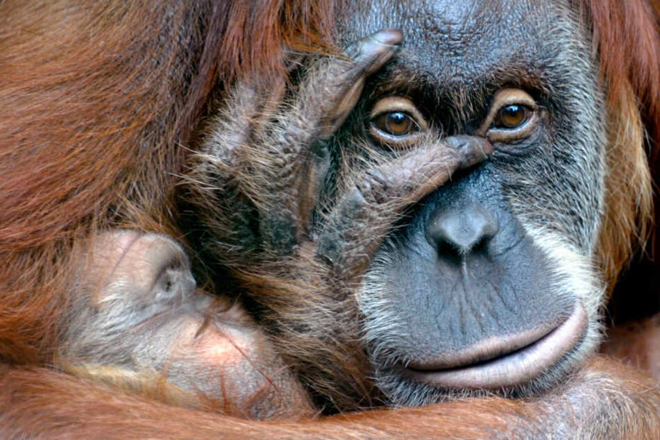 Im Dresdner Zoo herrschen laut der Organisation die schlechtesten Orang-Utang-Bedingungen in ganz Europa.