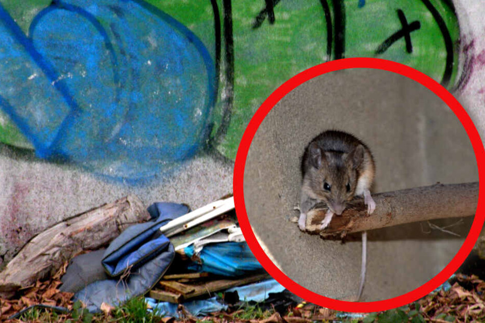 Illegal abgelagerter Müll kann Schädlinge wie Ratten anziehen.