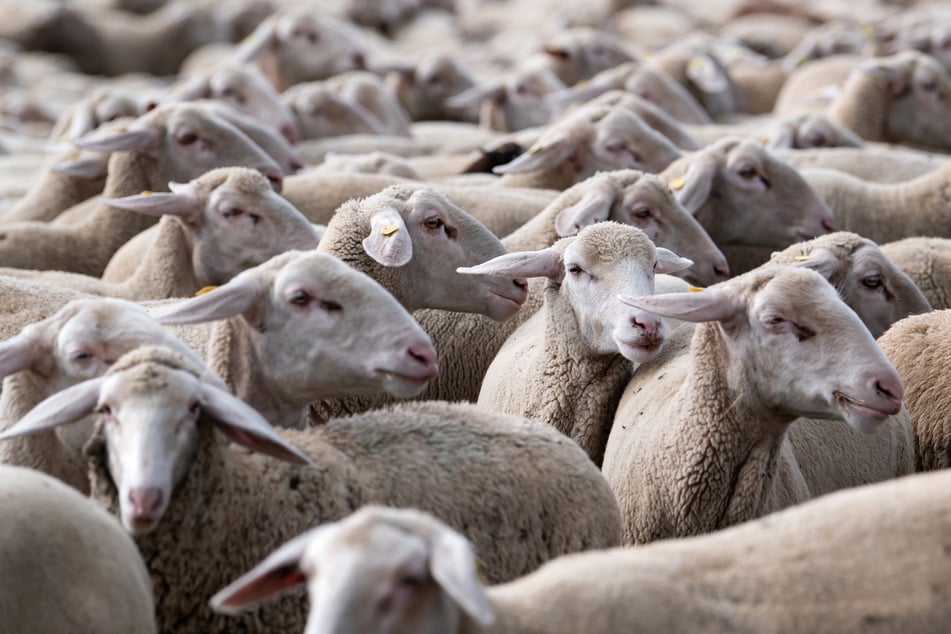 Die Schafherde wurde inzwischen an einen anderen Schäfer überstellt. (Symbolbild)