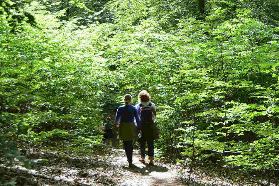 Zwei 59-jährige Schwestern sind beim Wandern auf dem Bühlertalwanderweg von Cröffelbach schwer verletzt worden. (Symbolbild)