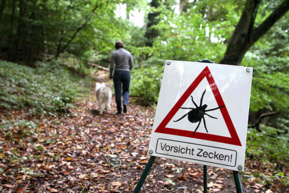 Zecken sind besonders in Wäldern und hohem Gras zu finden.