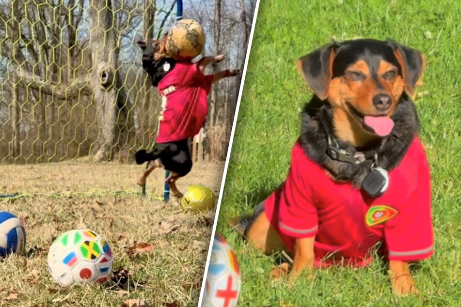 Doch kein Stürmer? Hund Ronaldo zeigt sein einzigartiges Talent