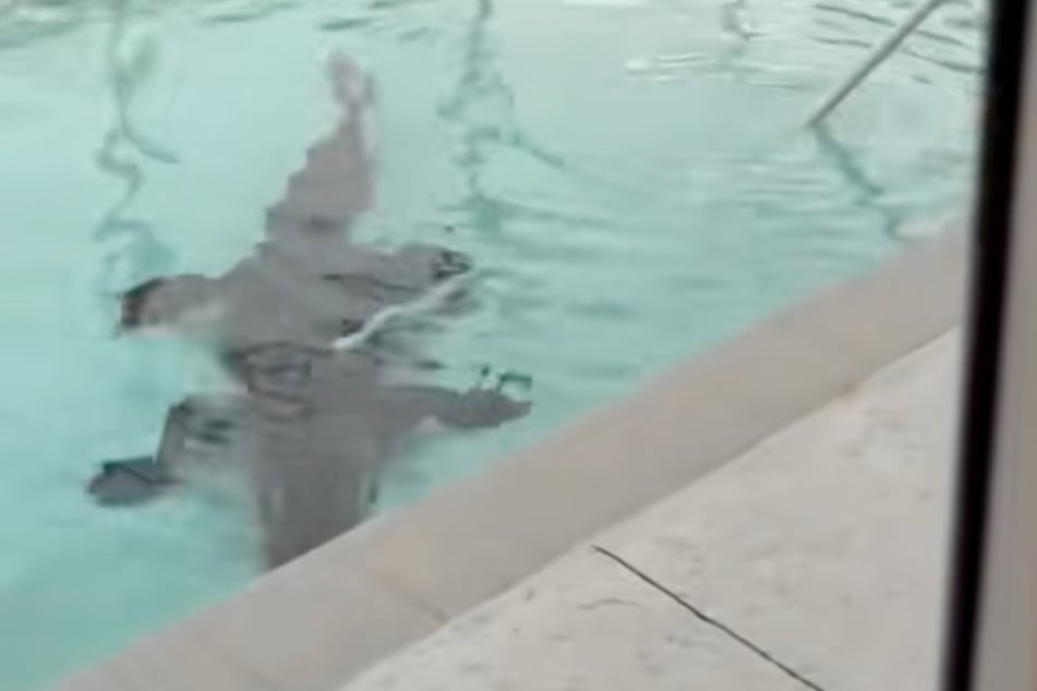 Im Pool saß plötzlich ein riesiger Alligator.