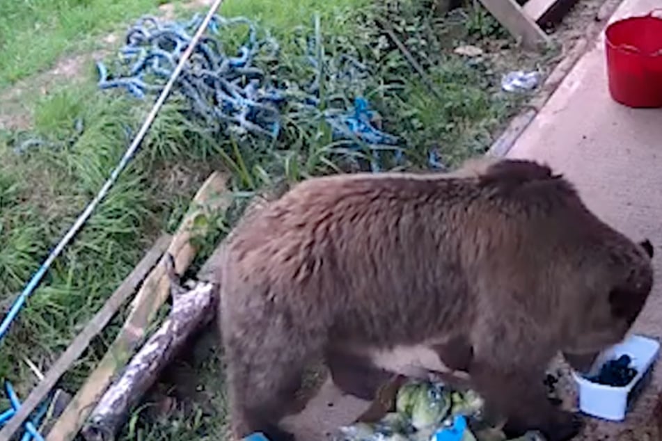 Jagd auf den Honigtopf: Bären-Duo flüchtet mit zielstrebiger Mission aus Wildtiergehege
