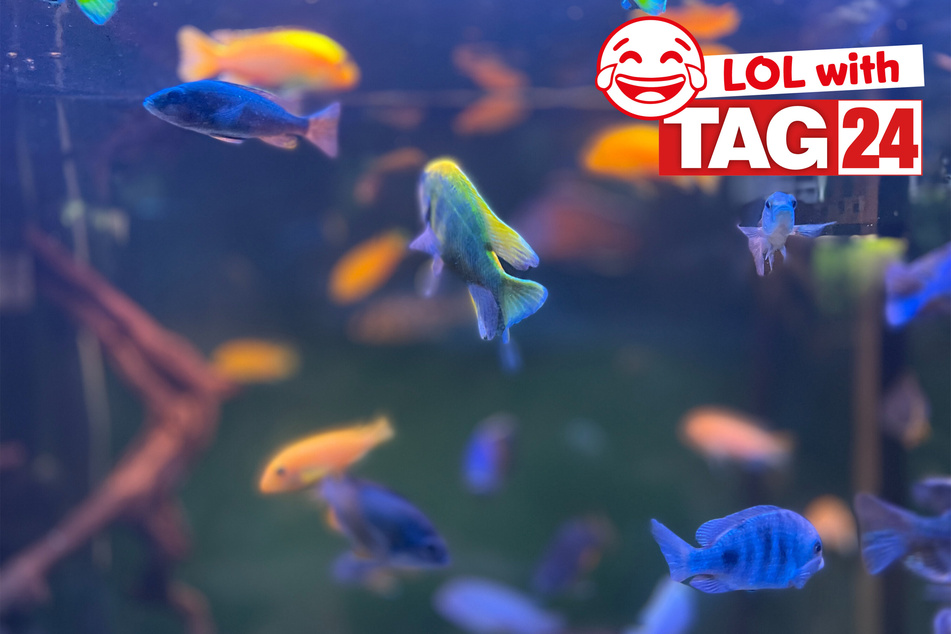 Today's Joke of the Day is fishy fun.