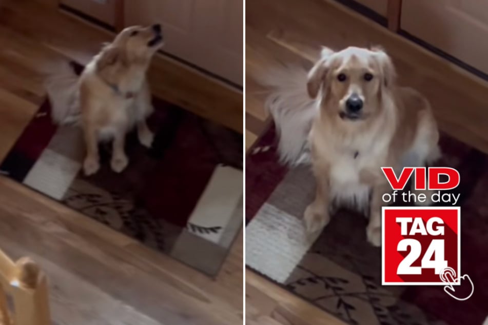 viral videos: Viral Video of the Day for May 20, 2023: Golden retriever caught acting like a drama queen