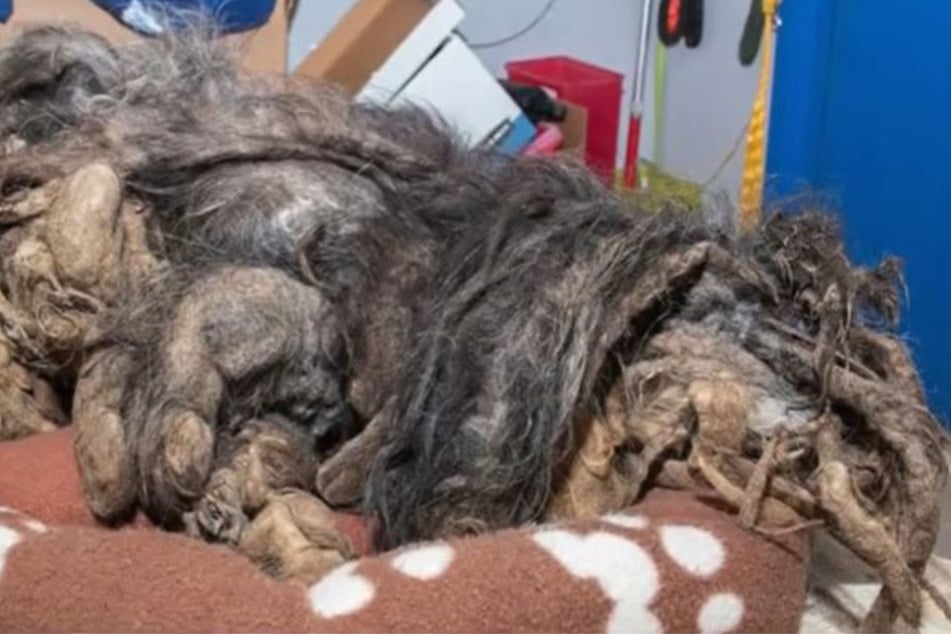 Poor dog is unrecognizable under piles of matting – luckily, this groomer stepped in to help