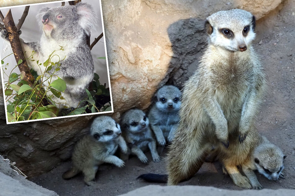 Vier plus eins: Zoo Leipzig feiert Nachwuchs und Zuwachs