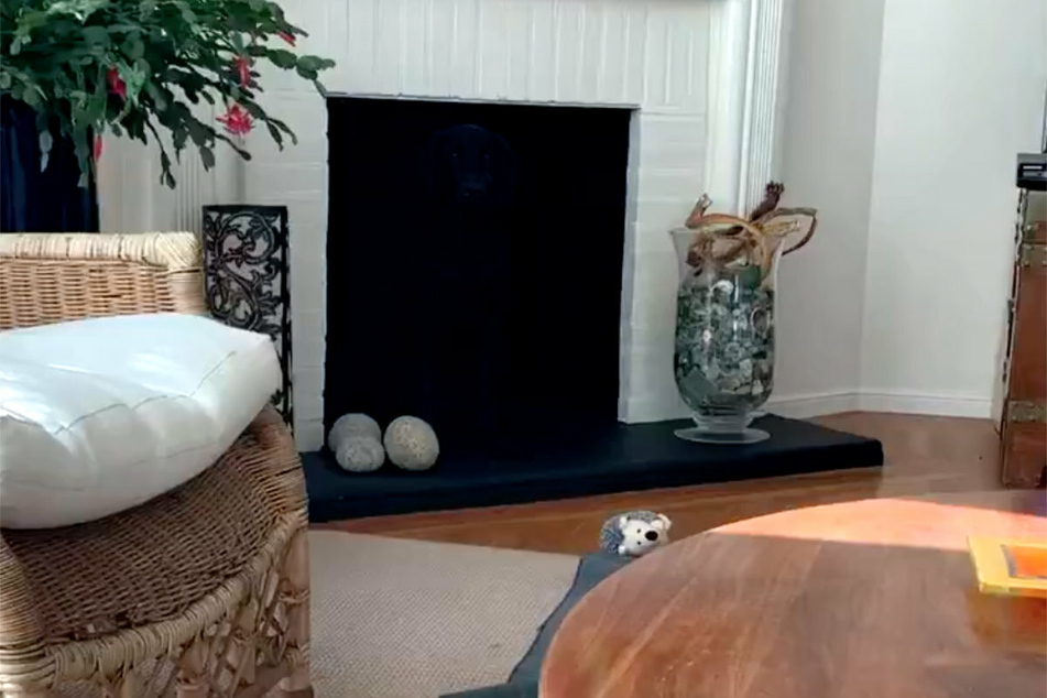 Wo hat sich hier ein Hund versteckt?