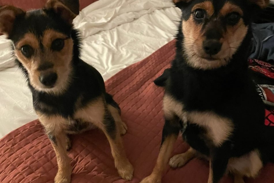 Meeko (l.) und Remi leben beide bei ihrem Frauchen Melissa Lohman aus Clarksville, Tennessee.