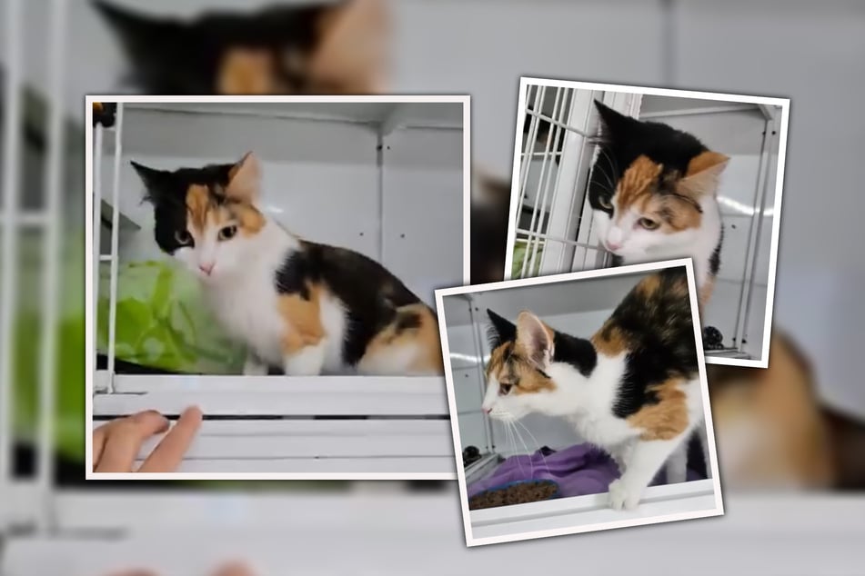 Während all ihre Geschwister in ein neues Zuhause ziehen durften, blieb Carola allein zurück.