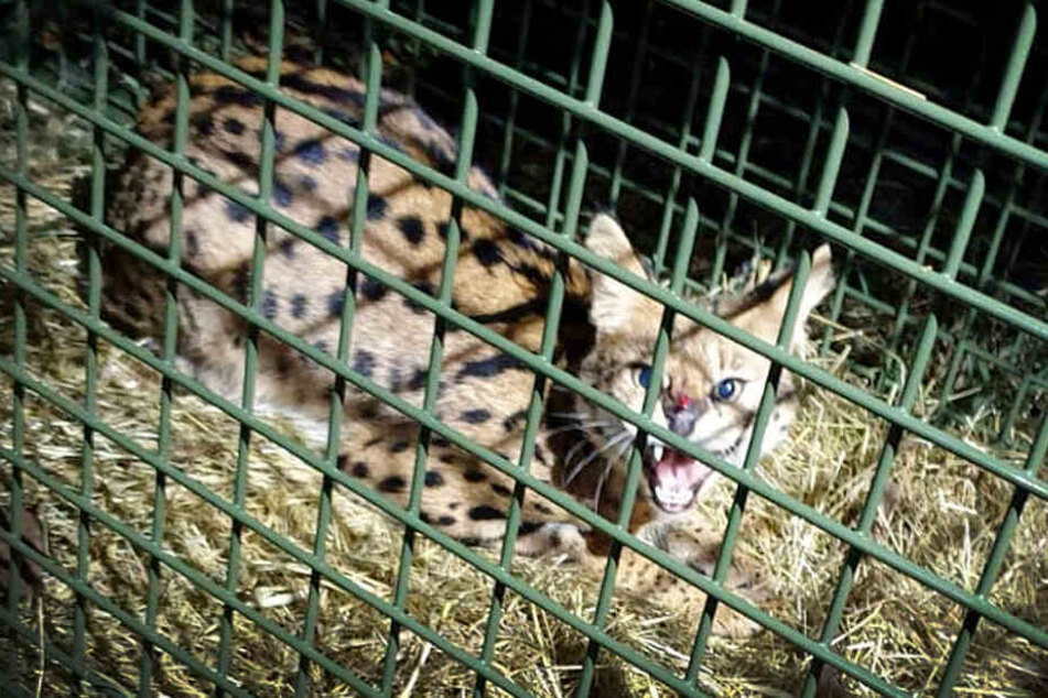 Das Foto zeigt die Serval-Katze in einer Lebendfalle. Der Serval, der seit Mitte Dezember 2019 rund um Eitorf unterwegs war, ist gefunden worden.