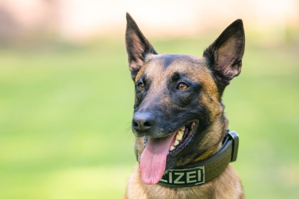 In Großschirma (Landkreis Mittelsachsen) ist ein Polizeihund entwischt. Er läuft vermutlich orientierungslos umher. (Symbolfoto)