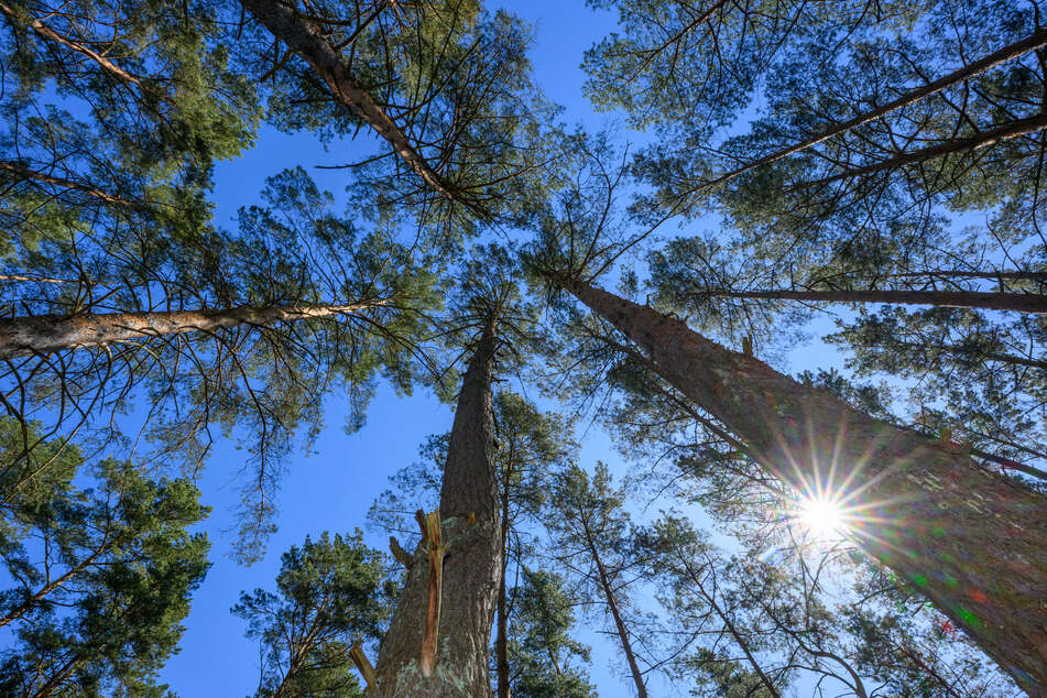 Eine PV-Anlage im Wald ist bei Schleife (Kreis Görlitz) geplant. Ein Antrag der Grünen will solche Vorhaben künftig verhindern.