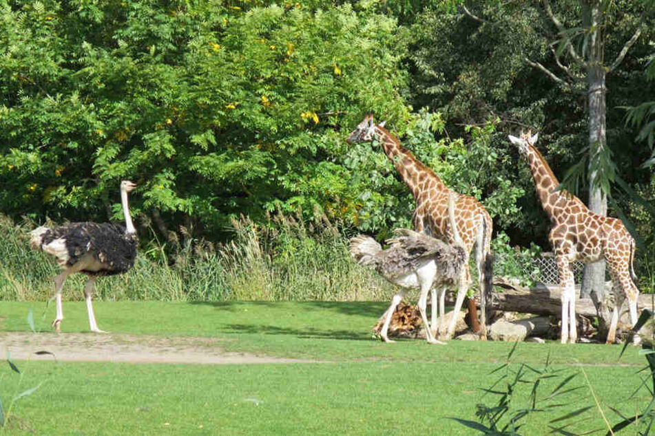 Giraffen und Strauße dürfen wieder ins Außengehege.