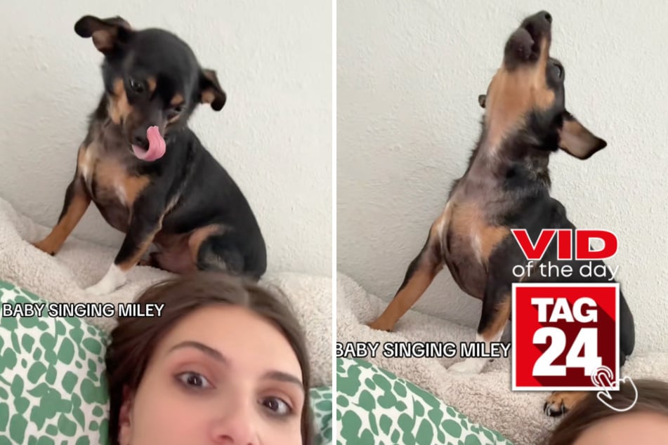 Viral Video of the Day for June 5, 2026: Adorable dog steals the show with Miley Cyrus duet!