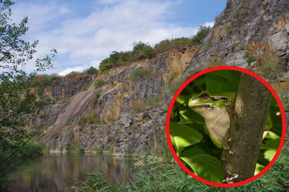 Unter anderem der Laubfrosch ist in dem alten Steinbruch beheimatet.