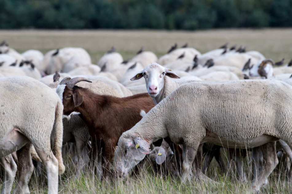Das Schaf befand sich mit Artgenossen auf einer Weide, als es von Unbekannten getötet wurde. (Symbolbild)