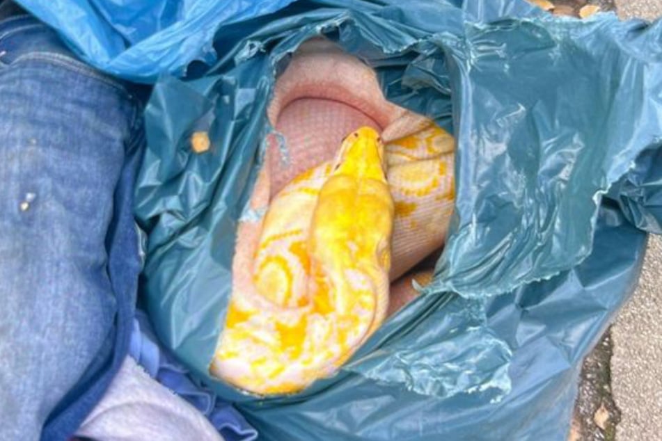 Die drei Meter lange, tote Netzpython lag in Welver neben einem Altkleidercontainer.