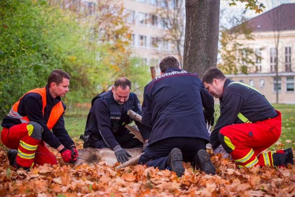 Gemeinsam fesselten die Feuerwehr und die Polizei das Tier, ließen es am Ende unverletzt wieder frei.