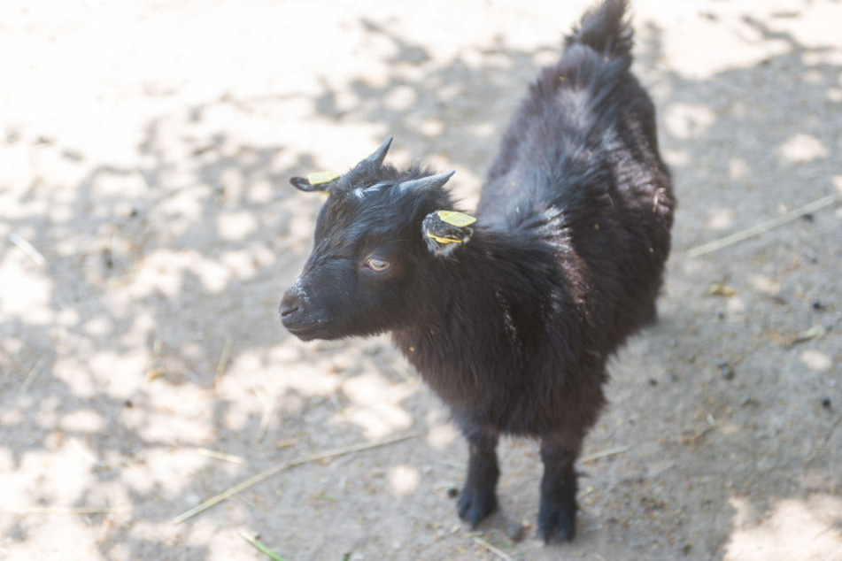 Auch diese Ziege gehört zum Tierbestand des Hofs.