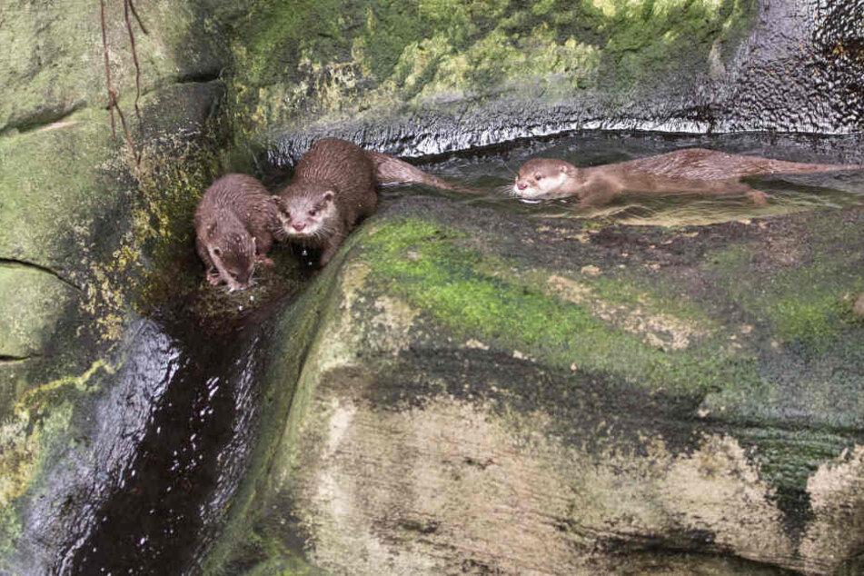 Die Otter genießen den warmen Pool in ihrer Anlage im Tropenhaus des Kölner Zoos.