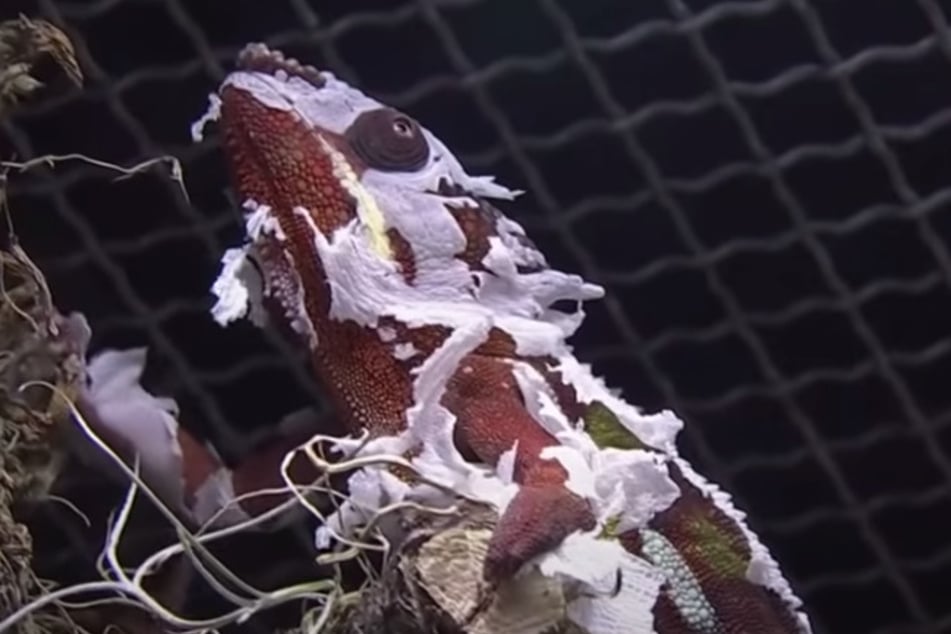 Sieht gruselig aus, ist aber harmlos: Ein Chamäleon-Männchen häutet sich.