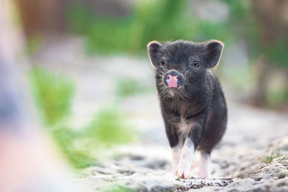 Ja, wer grunzt denn da? Das 12 Wochen alte Minischwein Pumba ist zum Anbeißen
niedlich.