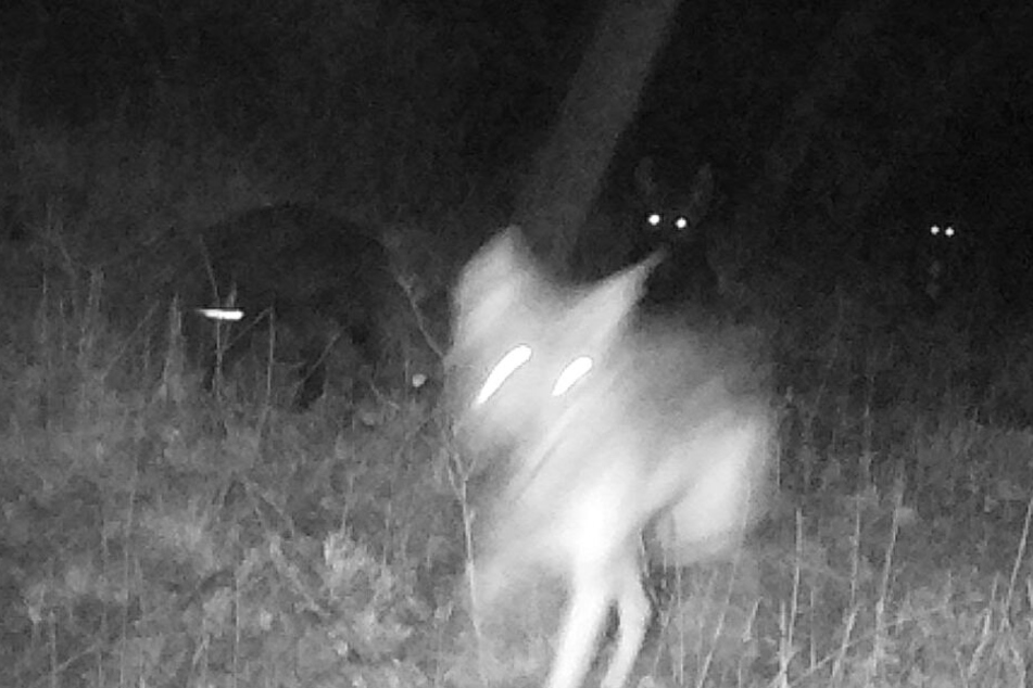Die Wölfin wurde im vergangenen Jahr mit ihrem ersten Wurf von einer Fotofalle fotografiert.